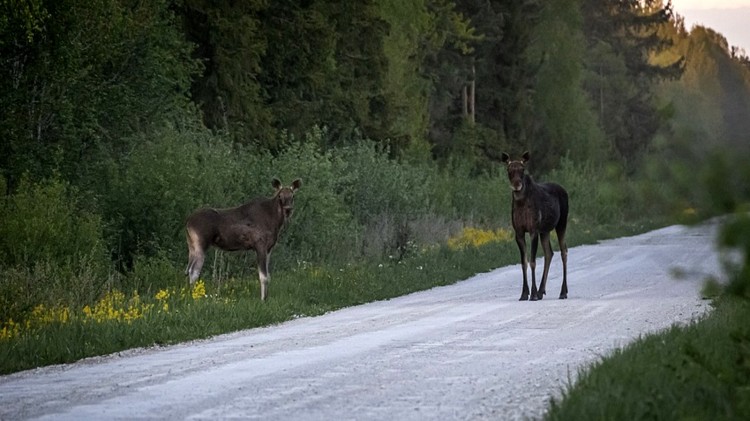 Zderzenie osobówek z łosiem i usuwanie gniazd owadów błonkoskrzydłych…
