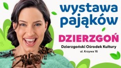 Wystawa Pająków w Dzierzgońskim Ośrodeku Kultury