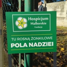 Pola Nadziei w Malborku - fotorelacja